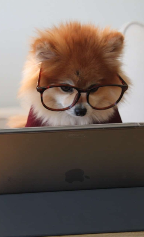 cookie-the-pom-gySMaocSdqs-unsplash (1)